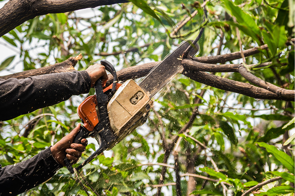 How to choose the right tree surgeon