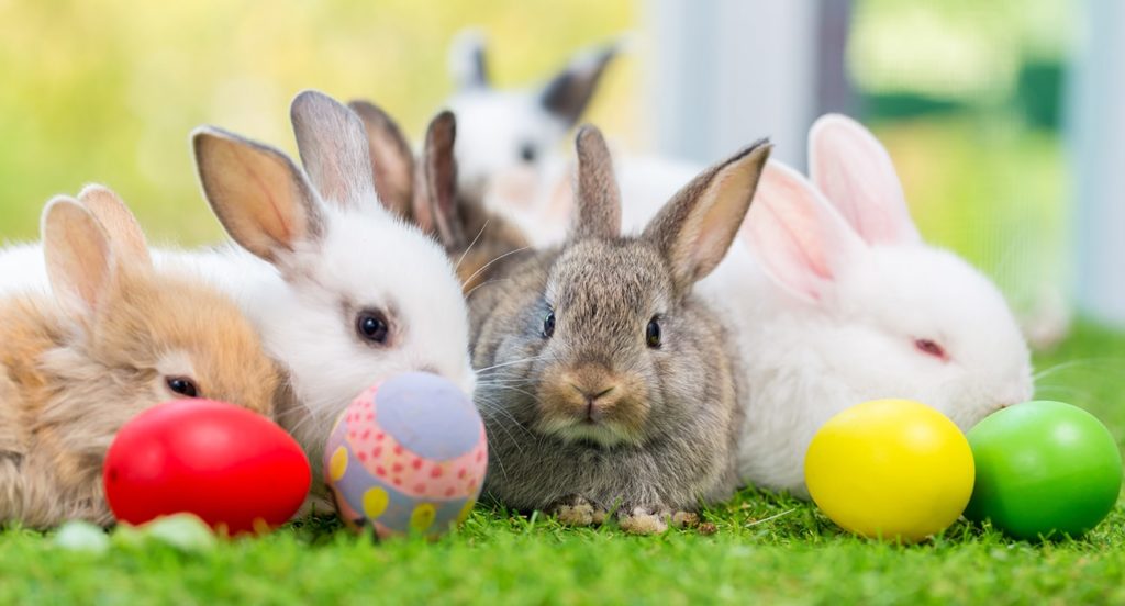 TIPS FOR KEEPING YOUR RABBITS HAPPY AND HEALTHY