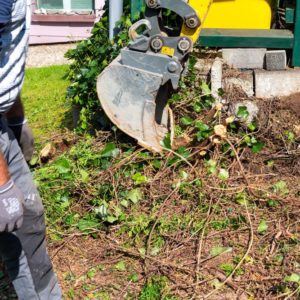 What You Need To Know About Hedge Removal