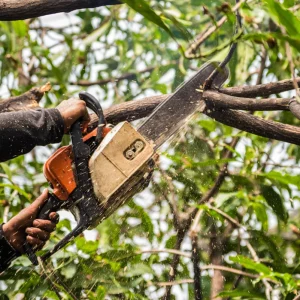 How A Tree Surgeon Could Save You Money