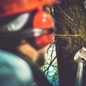 The Basics Of Specialist Tree Care