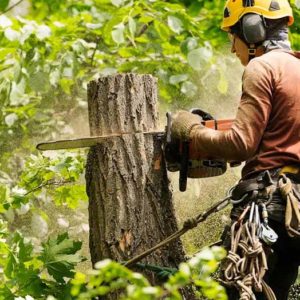 Mitigating Ecological Disruption: EP Trees Vine Removal's Vital Restoration Efforts