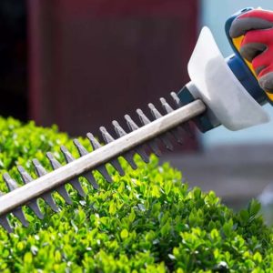 Pruning Perfection: The Art of Hedge Trimming with EP Trees